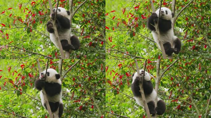 可爱顽皮的大熊猫幼稚树上玩耍
