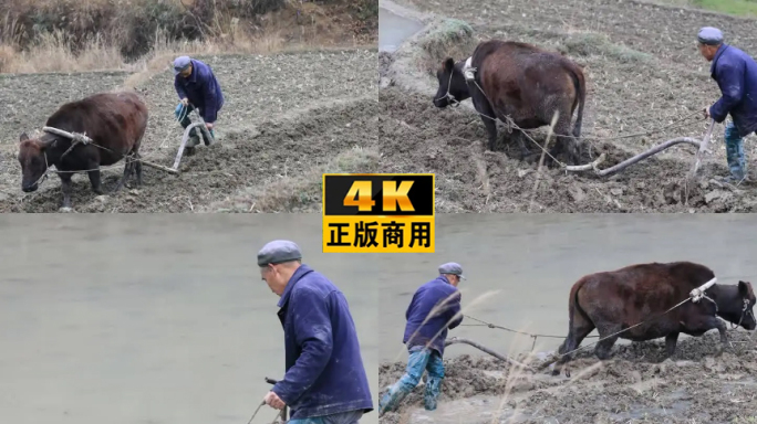 传统老牛犁田春耕黄牛水牛犁田耕地4K