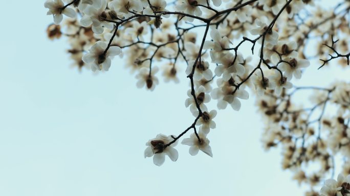 玉兰花特写，玉兰花唯美素材