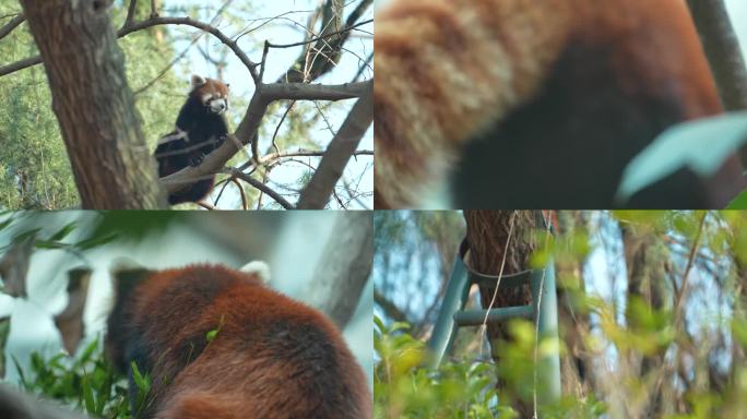 小熊猫 动物园 野生