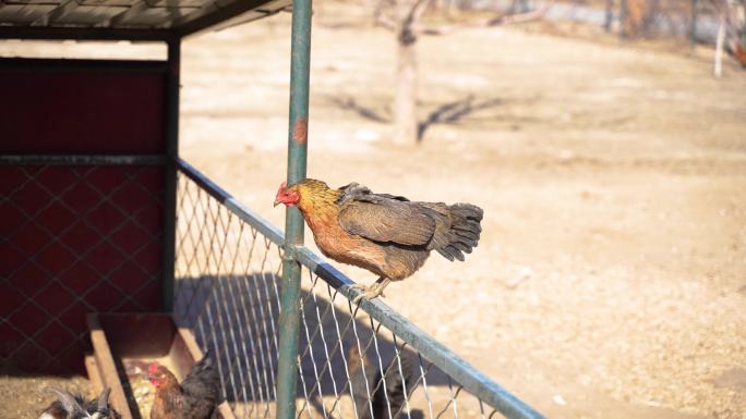 散养鸡飞下栏杆生态农业养殖