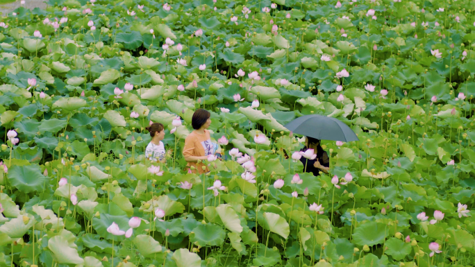 乡村 荷花 赏花 游客