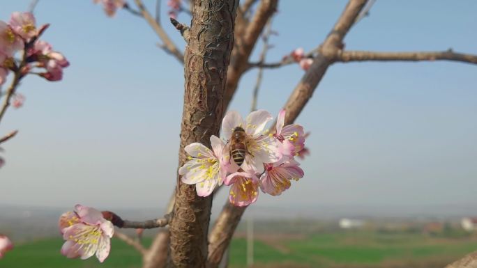 4K高清实拍山桃花上的蜜蜂