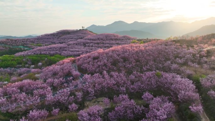 三明赖坊樱花园