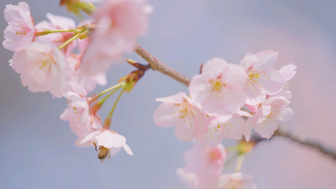 玄武湖 绿博园 樱花 蜜蜂4k视频