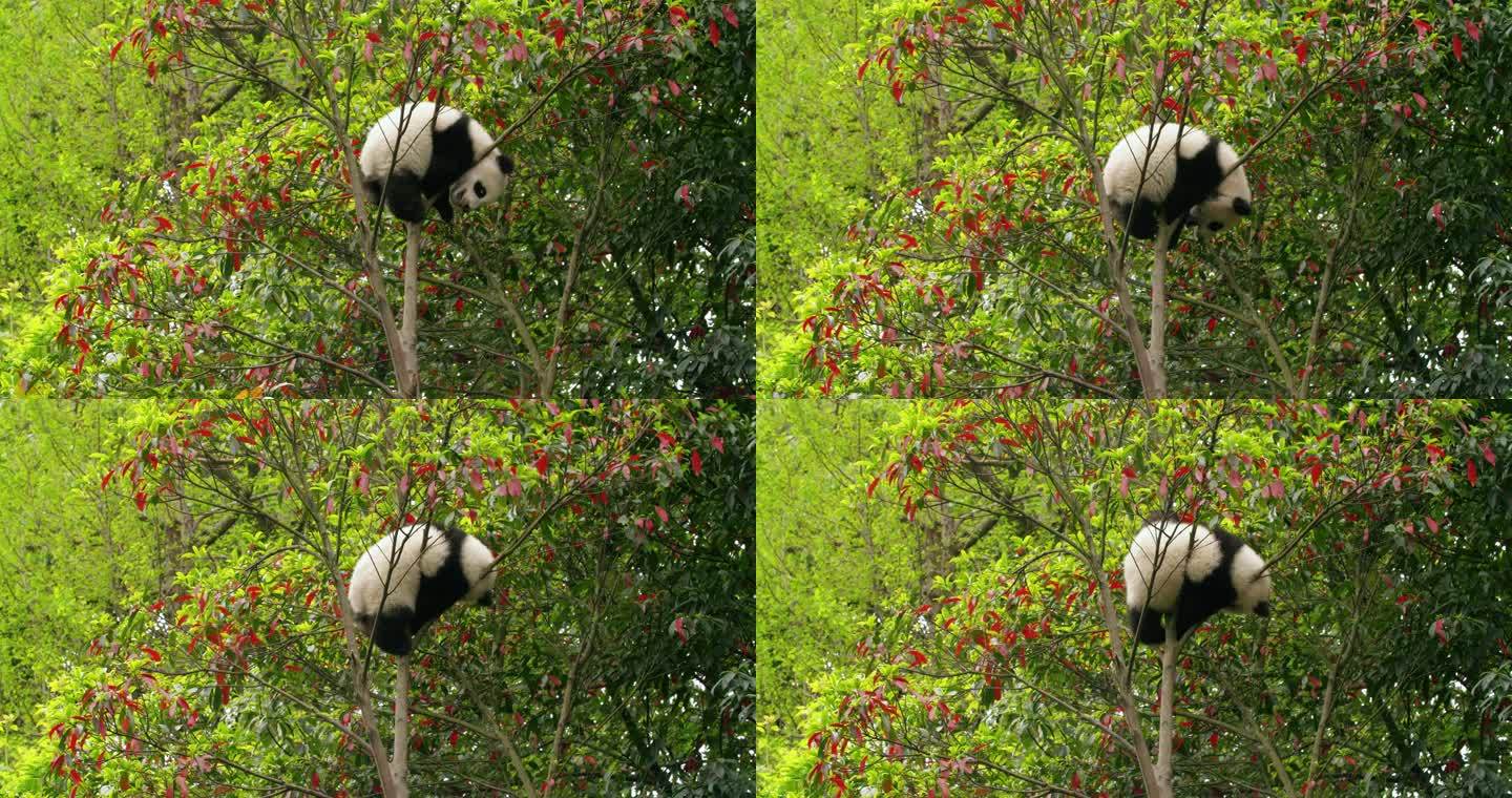 国宝大熊猫幼崽爬树特写可爱动物
