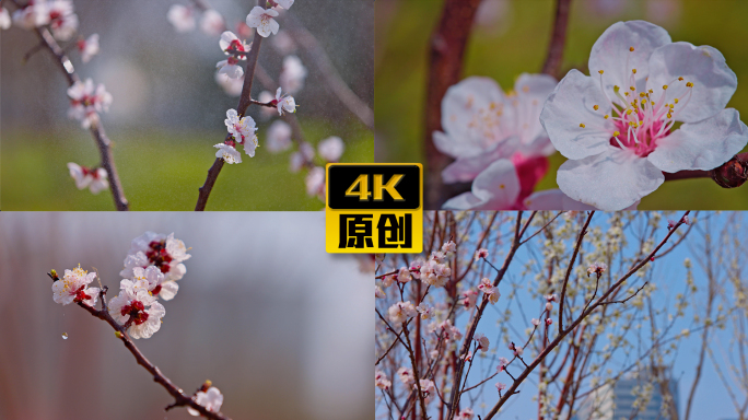 4K春天 赏花