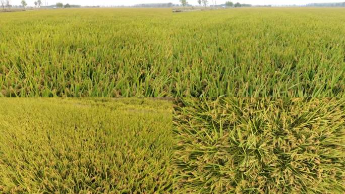 农业稻田水稻种植