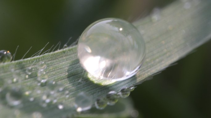 4k逆光草地露水露珠水珠