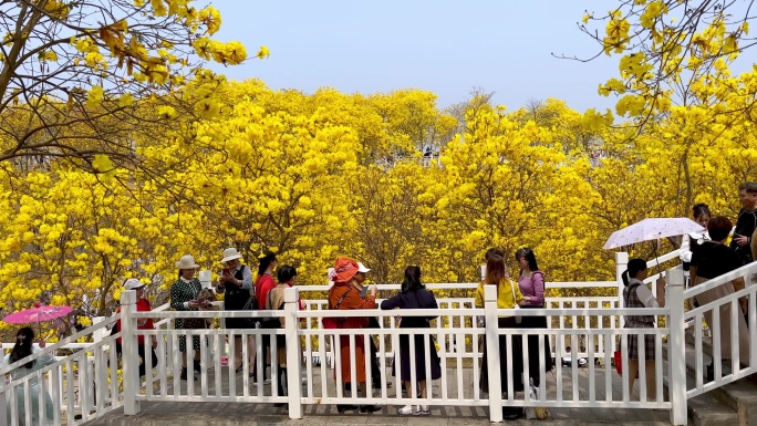 风铃谷黄花风铃木盛花期游人赏花