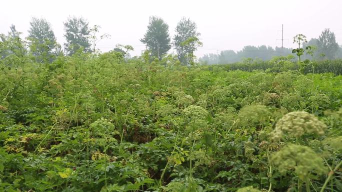 白芷 植株外形 果实 种子