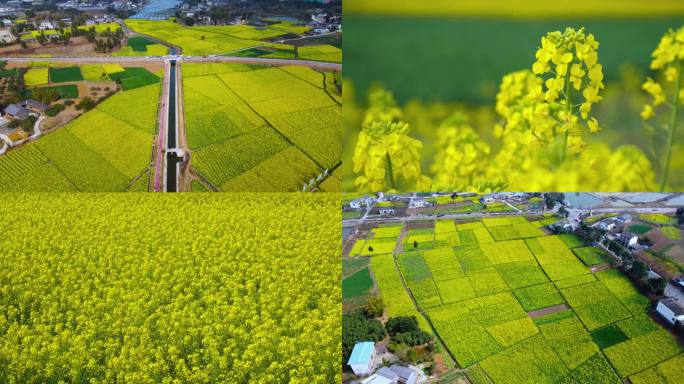 油菜花菜花春天蜜蜂农田项目区