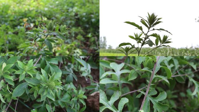 苍术植株外形 药用植物