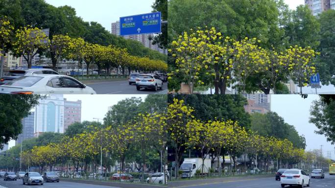 2023广州春天车流景色 黄花风铃木街景