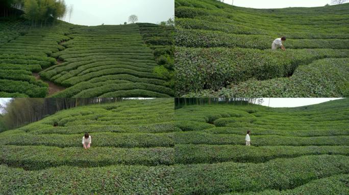 女生茶山采茶