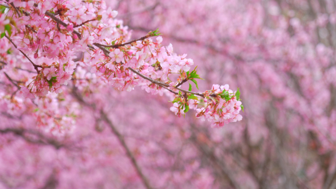 春天粉色樱花绽放