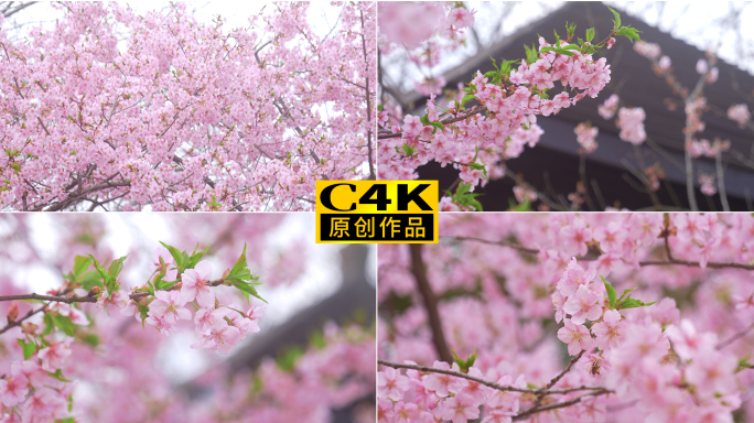 春天粉色樱花绽放