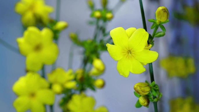 春天黄素馨迎春花开花延时摄影