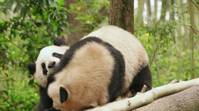 两只国宝大熊猫玩耍求爱交配