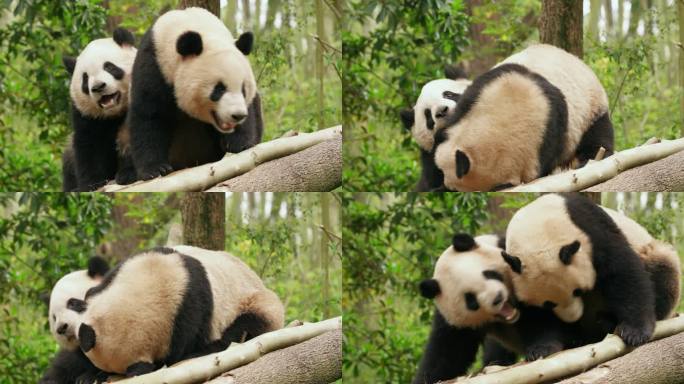 两只国宝大熊猫玩耍求爱交配
