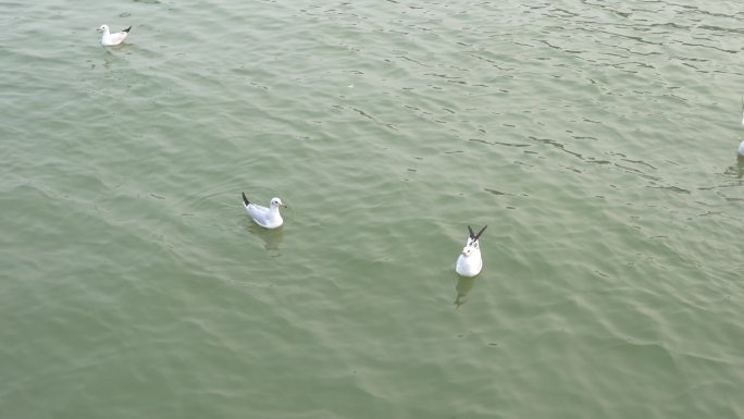 4k海鸥素材红嘴海鸥