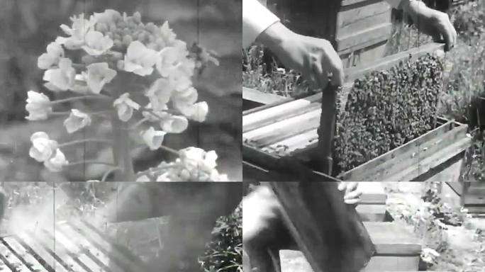 养蜂人 采蜜 1956年日本