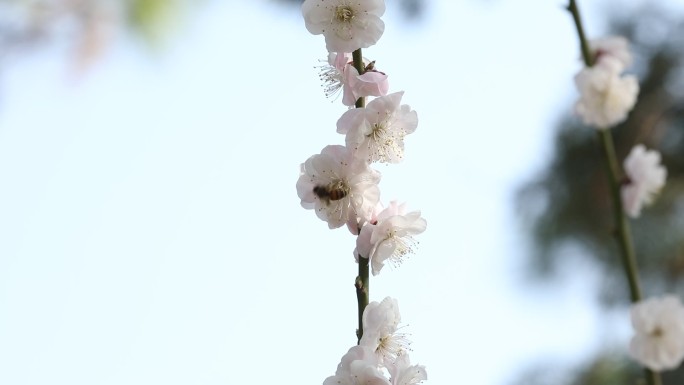 梅花 蜜蜂 采粉 阳光明媚