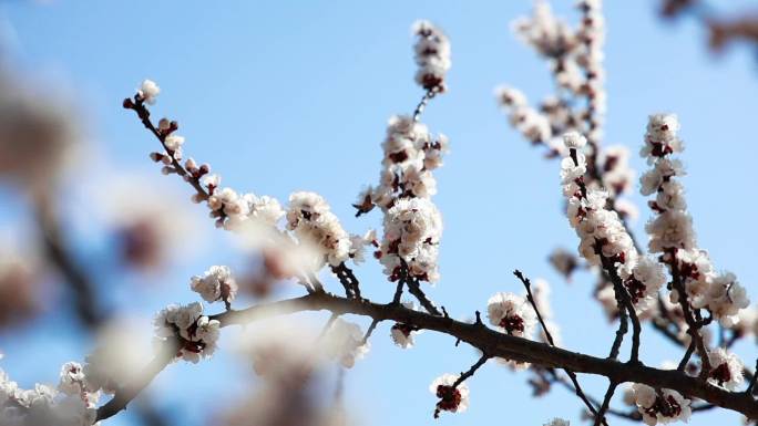 桃花开 蜜蜂采蜜