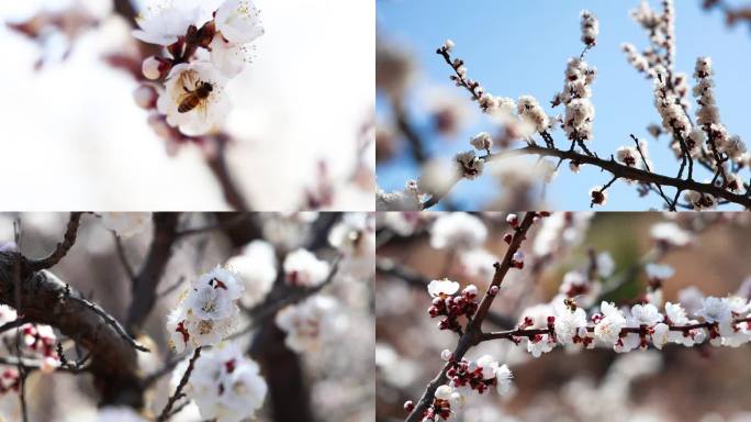 桃花开 蜜蜂采蜜