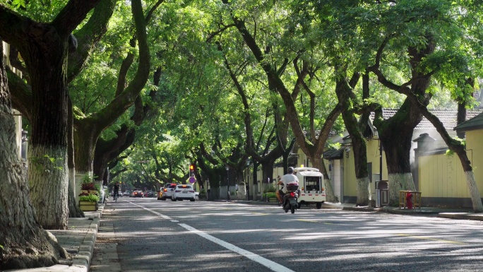 绿树成荫的街道，林荫大道