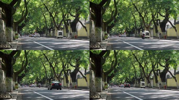 绿树成荫的街道，林荫大道