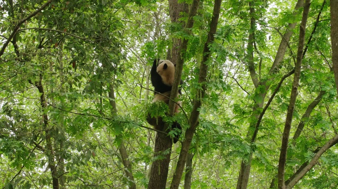 春天野外树上的大熊猫吃树叶玩耍