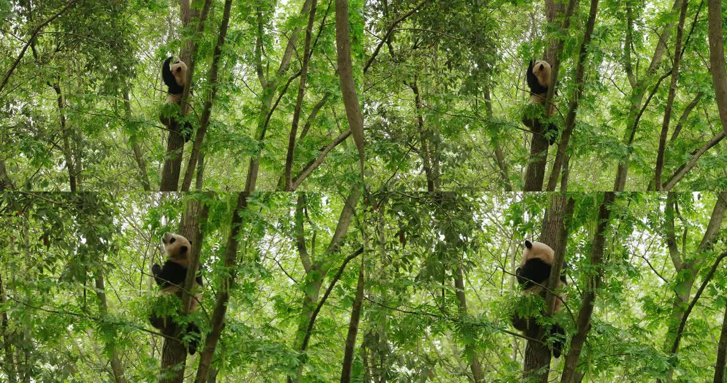 春天野外树上的大熊猫吃树叶玩耍