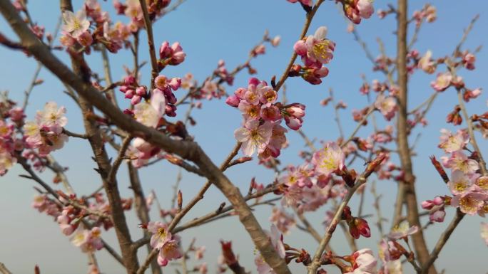 4K高清实拍山桃花上的蜜蜂