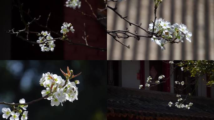 禅院古树梨花