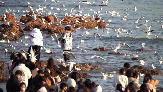 青岛栈桥海鸥 最新高清视频素材 旅游人群