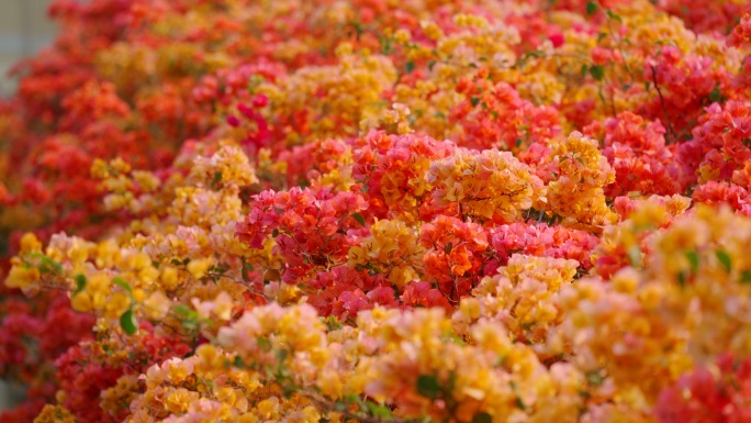 广州 春天 春日 三角梅 簕杜鹃  花丛