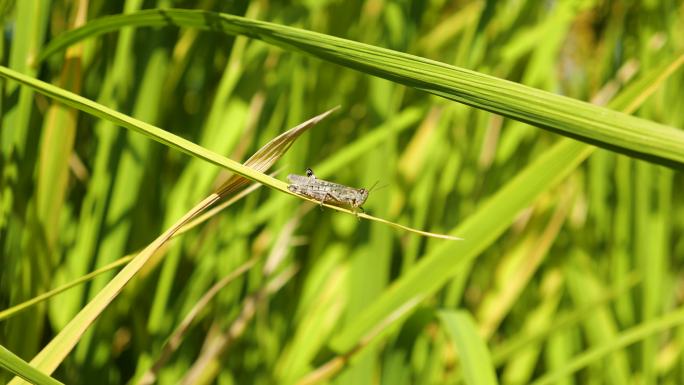 稻田 昆虫 蜻蜓 稻穗 水稻