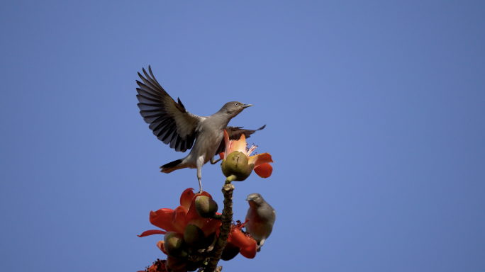 丝光椋鸟和木棉花-高速摄影