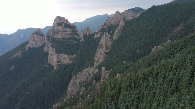 航拍贺兰山贺兰山原始森林针叶林