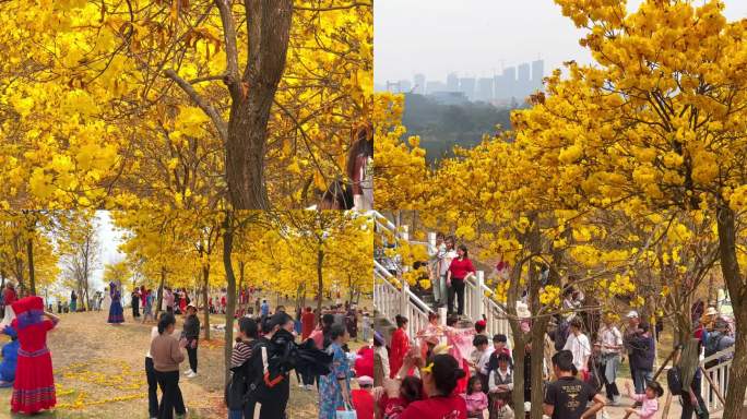 风铃谷黄风铃盛花期游客赏花