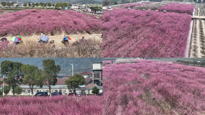 消夏湾梅花