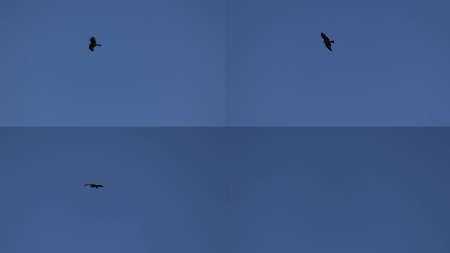 老鹰在空中翱翔捕食实拍4k