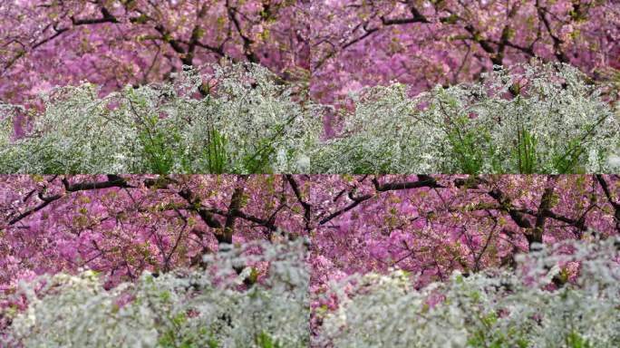 武汉东湖樱花园粉色早樱下的喷雪花