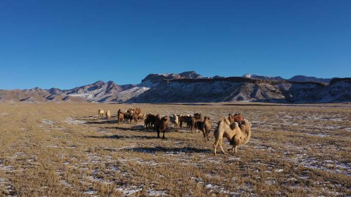 贺兰山自然景色 天然草原畜牧业 骆驼