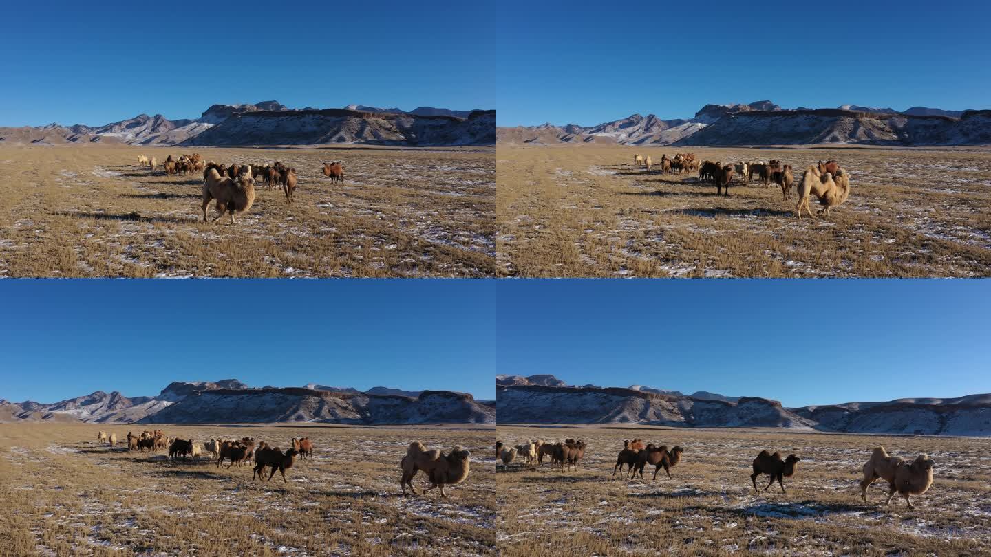 贺兰山自然景色 天然草原畜牧业 骆驼