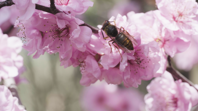 春天蜜蜂采蜜授粉梅花
