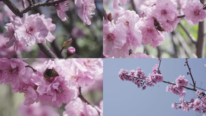 春天蜜蜂采蜜授粉梅花