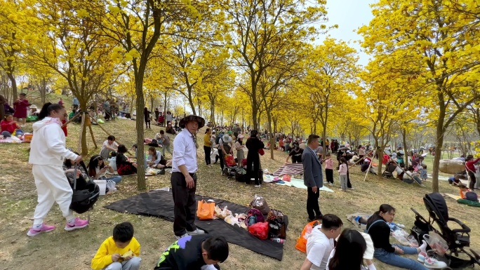 风铃谷黄花风铃木盛花期游客众多