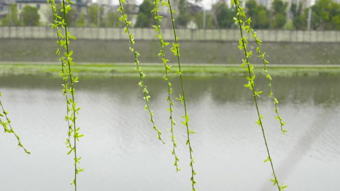 春天柳树发芽